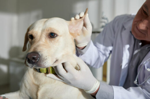 All you need to know about dog ear infection and the treatment