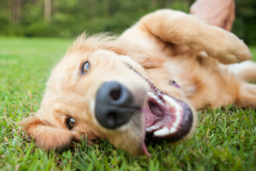 Are Probiotics Good for Dogs?