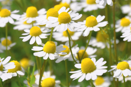 Benefits of Chamomile in Dogs