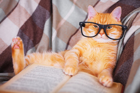 Orange tabby cat with black glasses, sitting on chair with book.
