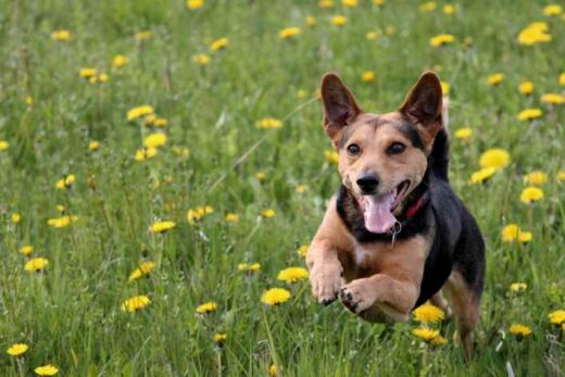 Spring fever – do dogs have more energy?