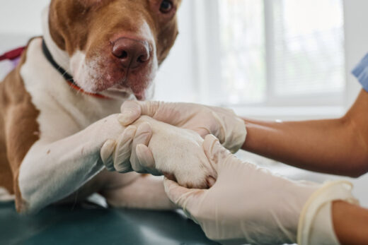 The Ultimate Guide to Treating Dog Paw Infections at Home