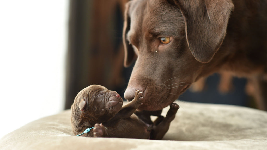 puppy milk replacer