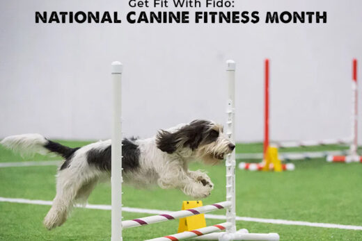 Get Fit With Fido: National Canine Fitness Month