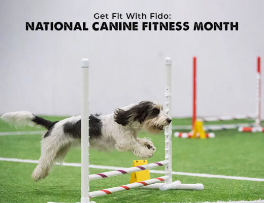 Get Fit With Fido: National Canine Fitness Month