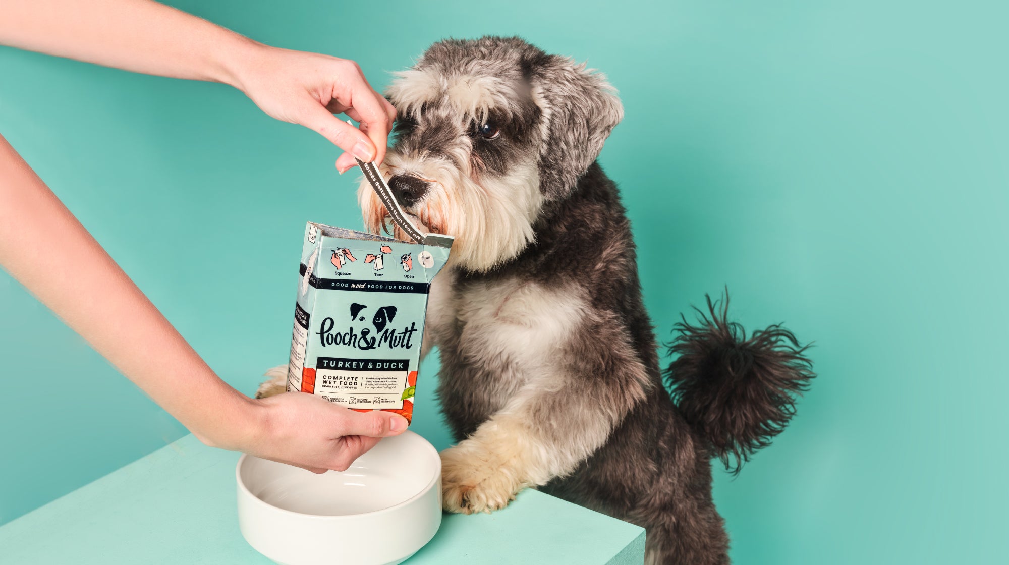 schnauzer dog being spoonfed a carton of pooch and mutt wet food