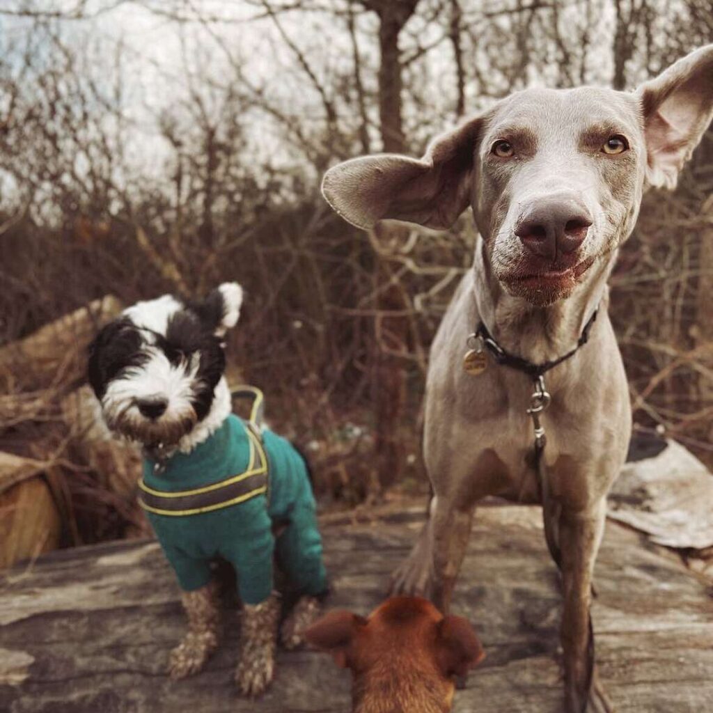 Weimaraner and Tibetan Terrier puppy wearing body suit standing on a log during a wintery walk, with the wind blowing their ears behind them