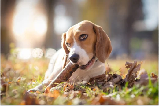 Is It Okay For Dogs To Chew On Sticks?