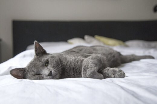 UTI in Cats: Signs, Symptoms & Steps You Can Take