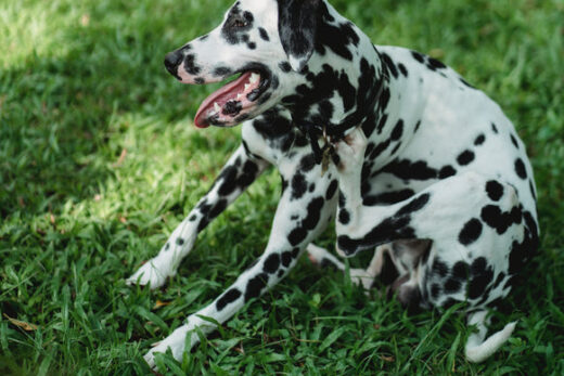 10 Most Common Dog Skin Conditions